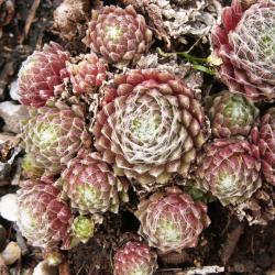 Sempervivum - Dachwurz - Hauswurz